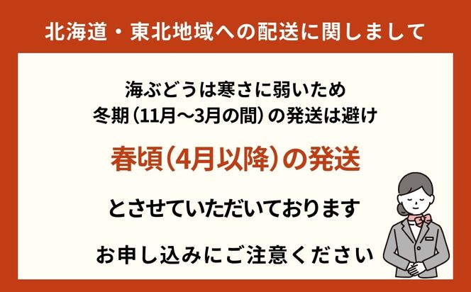 【うるま市産】こだわり海ぶどう　500g