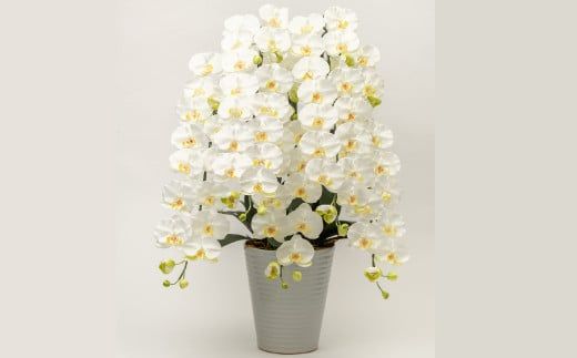 光触媒胡蝶蘭「響(ひびき)」白黄 N-103