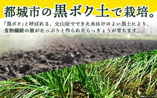 【お試し♪】日向夏らっきょう 90g×3袋≪みやこんじょ特急便≫ ※ポスト投函_LA-C401-PF-Q_らっきょう おつまみ 柑橘風味 さっぱり