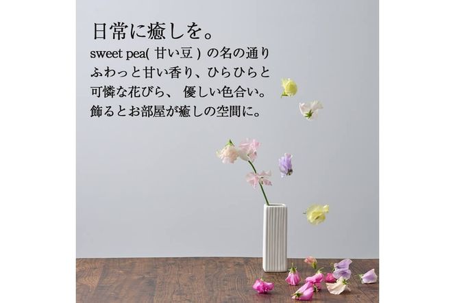 ＜先行予約受付中！2025年12月中旬以降順次発送予定＞門川町産スイートピーミックス(計100本・50本×2束) 花 フラワー ギフト 贈り物 プレゼント 常温 保存 宮崎県 門川町【AL-1】【安田農園】