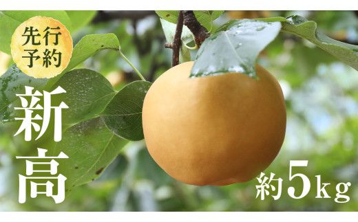 【 2026年9月下旬発送開始 】 茨城県産 梨 新高 （約 5kg ） 6～12玉 フルーツ 果物 なし ナシ 旬 新鮮 甘い 国産 ジューシー みずみずしい 先行予約 [CL005us]	
