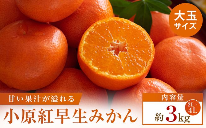 【先行受付2026年】小原紅早生みかん(金時紅)大玉サイズ　約3kg 372013_T006-817J