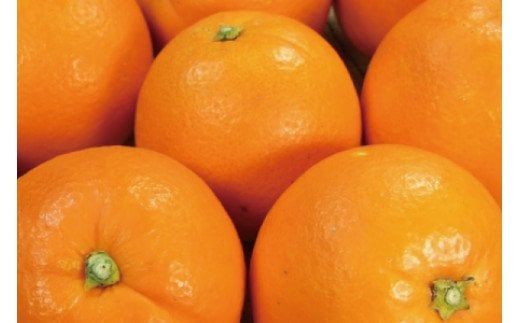 ネーブル 7kg サイズおまかせ　/ ネーブル オレンジ ネーブルオレンジ 蜜柑 みかん 柑橘 果物 フルーツ 紀伊国屋文左衛門本舗 ※2027年1月中旬～2月上旬頃順次発送予定(お届け日指定不可)　 【kmtb028-r-7A】