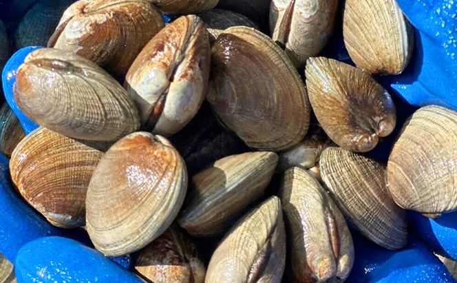 4回お届け（10月・11月・4月・5月） 定期便 北海道 厚岸産 あさり 1.5kg 貝類 魚貝類 海鮮 旬のアサリ 北海道産アサリ 大粒 肉厚 砂抜き済み 簡単調理 産地直送 うまみ 国産 日本産 