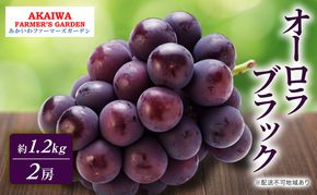 ぶどう 2026年 先行予約 オーロラブラック 約1.2kg 2房 葡萄 岡山県 赤磐市産 フルーツ 果物 あかいわファーマーズガーデン
