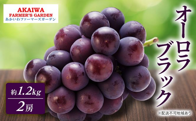 ぶどう 2026年 先行予約 オーロラブラック 約1.2kg 2房 葡萄 岡山県 赤磐市産 フルーツ 果物 あかいわファーマーズガーデン