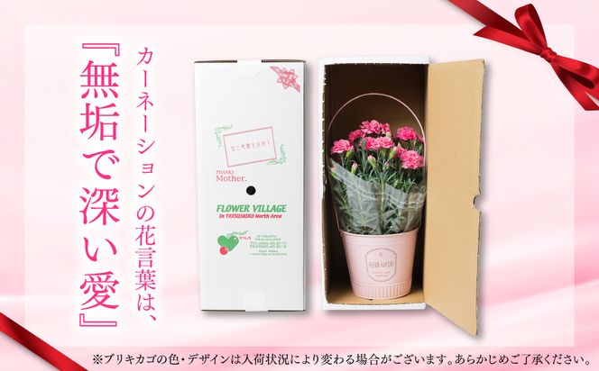 【先行予約】【2026年5月7日～8日発送】ポットカーネーション ピンク 5号鉢 カゴ付き カーネーション 花 母の日 プレゼント ギフト 贈り物 熊本県 八代市