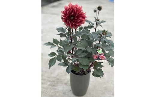 ダリア（チョコレートダリア）3色セット【農家直送】 | 植物 お花 花 鉢 鉢花 花鉢 フラワー ギフトプレゼント 贈り物 珍しい 育てやすい かわいい 可愛い キレイ おしゃれ オシャレ シック 送料無料 岐阜県 瑞穂市 ※北海道・沖縄・離島への配送不可