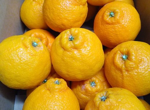 【先行予約】【お試し！】Saito Orange Farmの不知火2kg ｜ 柑橘 みかん ミカン フルーツ 果物 でこぽん デコポンと同品種 愛媛　※離島への配送不可　※2025年3月中旬頃より順次発送予定