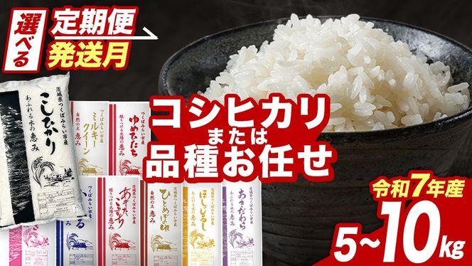 ＼選べる品種・発送時期 ／コシヒカリ・品種おまかせ・5kg 10kg 令和7年産米 定期便 茨城県つくばみらい市産 精米 こしひかり コシヒカリ あきたこまち ひとめぼれ ふくまる ゆめひたち ミルキークイーン にじのきらめき ほしじるし あきだわら 米 コメ こめ 単一米 限定 茨城県産 国産 美味しい お米 おこめ おコメ