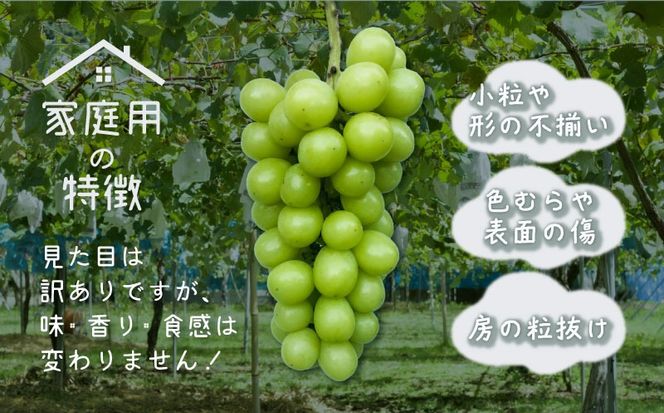  【2026年先行予約】【訳あり】山梨県産 シャインマスカット 約2kg（4房）｜大容量 家庭用 甘い 種なし 高糖度 フルーツ 果物 産地直送 送料無料 JX005
