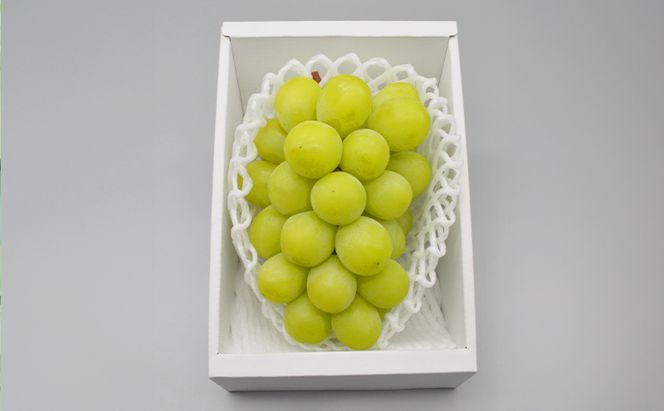 ぶどう 2026年 先行予約 シャインマスカット 1房 約600g ブドウ シャイン マスカット 葡萄 岡山 国産 フルーツ 果物