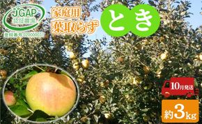 10月発送 家庭用 葉取らず とき 約 3kg【 訳あり 】鶴翔りんごGAP部会 青森県産 津軽産 リンゴ 林檎 トキ 果物類 フルーツ りんご