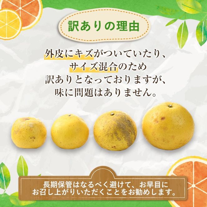 訳ありサワーポメロ(約15kg) 国産 果物 フルーツ 柑橘 甘味 酸味 デザート おやつ【松永青果】akn053-44