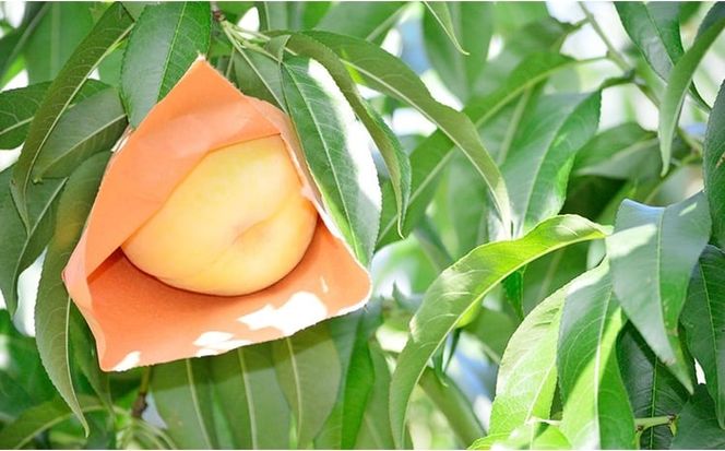 桃 2026年 先行予約 白桃 等級: ロイヤル 糖度12.0度以上 2玉入り 合計500g前後 もも モモ 岡山県産 国産 フルーツ 果物 ギフト [№5735-3460]