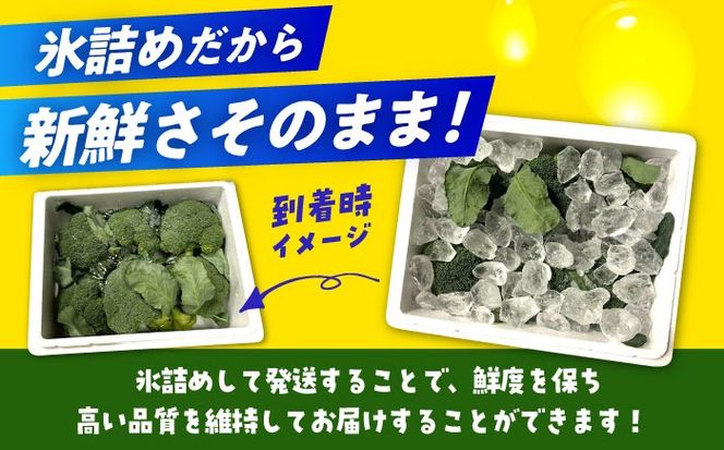 【先行予約】　【30箱限定】ブロッコリーLサイズ6株氷詰め《築上町》【下田農園】[ABDX001]
