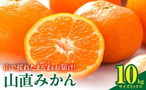 MK1039_【2026年先行予約】みかん 山から直送 箱込 10kg ( 内容量 9.2kg ) 鮮度優先ごろごろ規格 和歌山県産 産地直送 家庭用 【みかんの会】