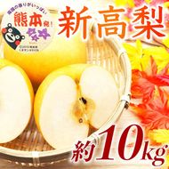 新高梨 約10kg（12～32玉）【梨 なし 果物 フルーツ デザート 食後 熊本県産】※配送不可：離島