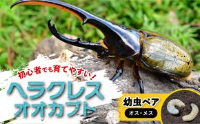【先行予約】ヘラクレスオオカブト幼虫ペア ※育て方の説明書付き※配送不可地域あり【2026年6月から順次発送】 304018_CW003