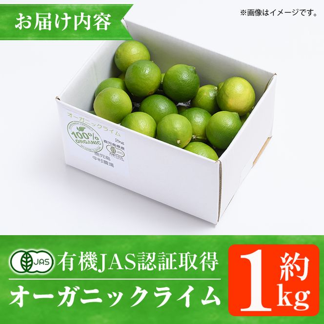 数量限定！有機JAS オーガニックライム(約1kg) 国産 果実 果物 フルーツ 柑橘 デザート 期間限定 有機栽培 健康志向 【中村農場】akn084-12