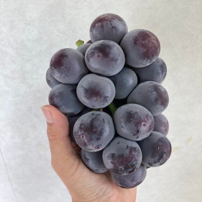 ぶどう 2027年 先行予約 オーロラブラック 2房 合計1.0kg ブドウ 葡萄 岡山県産 国産 フルーツ 果物 ギフト 環山堂