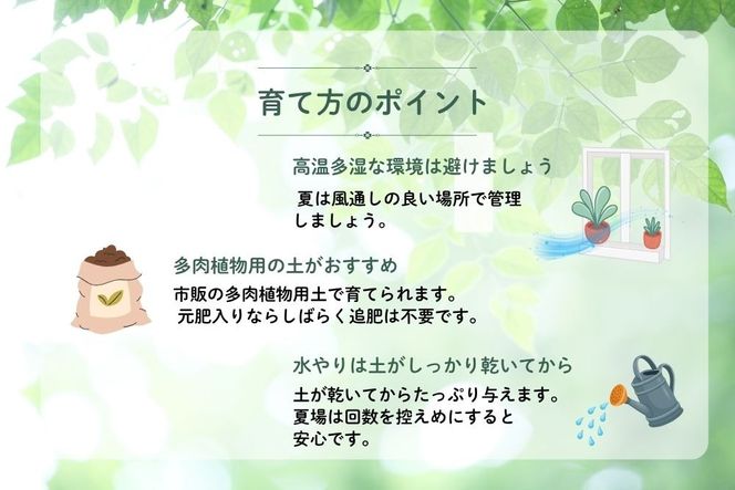 特選美種：多肉植物 ハオルチア 実生オリジナル苗 おまかせ2種【埼玉県 春日部市 観葉 緑化 卓上装飾 園芸用品種 セレクト 希少株 自宅用 ギフト】（DM002）