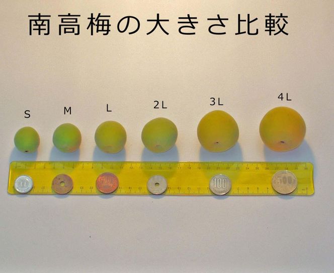 ［梅干・梅酒用］大玉4Lサイズ約10kg熟南高 生梅 ＜2027年6月上旬～7月中旬発送予定＞［ART22］ 303446_XL27