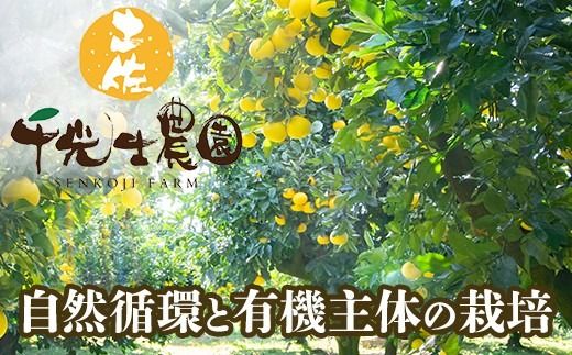 【早期予約 2026年2月上旬より順次発送】 土佐文旦 選べる容量 サイズ 約5kg 約10kg M ~ 4L 高知県産 柑橘 フルーツ 文旦 ぶんたん ブンタン 分担 果物 みかん 文旦 蜜柑 お裾分け デザート 柑橘 産地直送 訳あり 家庭用 文旦高知 5キロ 10キロ 高知県 安芸市 南国高知 HNT011