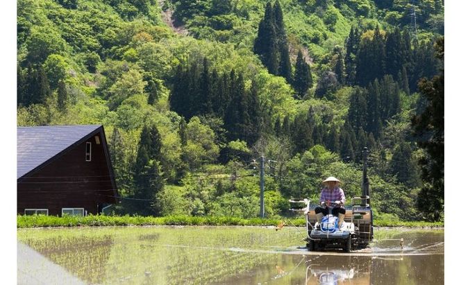 江戸伝承棚田米１０Kg（５kg×２） お米 コメ 