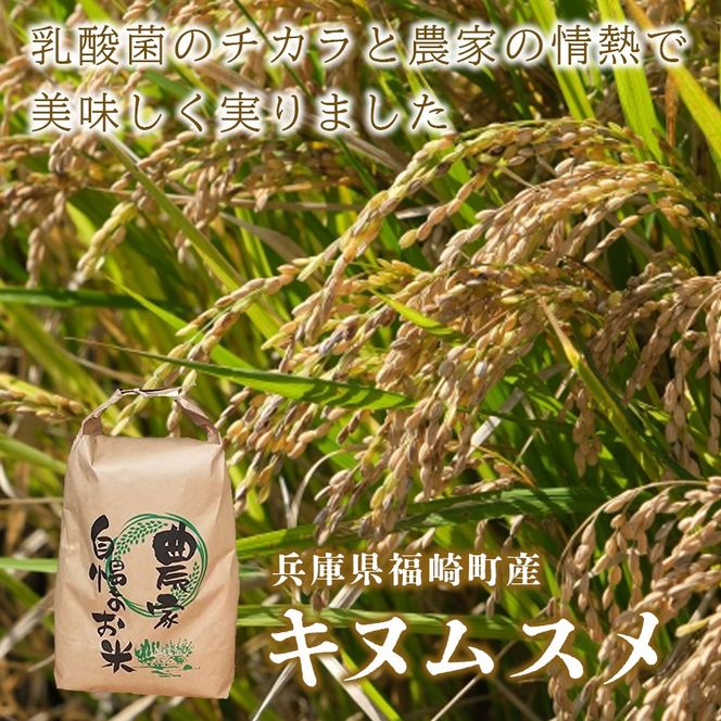 白米 10kg 令和8年産 兵庫県産キヌムスメ 【食味スコア80】 冷めても美味しい おにぎりにおすすめ お弁当におすすめ