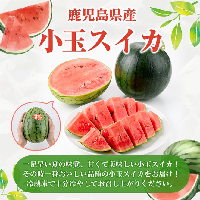 ＜先行予約受付中！2026年5月下旬以降順次発送予定＞鹿児島県産 小玉スイカ(4～5玉) 国産 果物 スイカ すいか 西瓜 フルーツ スイーツ スムージー ジュース 期間限定【松永青果】akn053-25