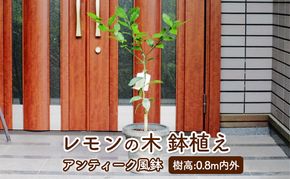 苗木 レモン レモンの木 鉢植え アンティーク風 鉢 27cm ※配送不可:北海道、沖縄、離島 