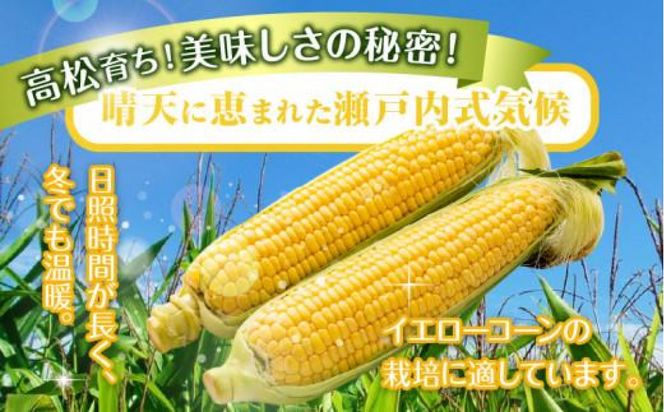 瀬戸内イエローコーン 約3kg【2027-6月上旬～2027-7月中旬配送】 372013_T006-143J