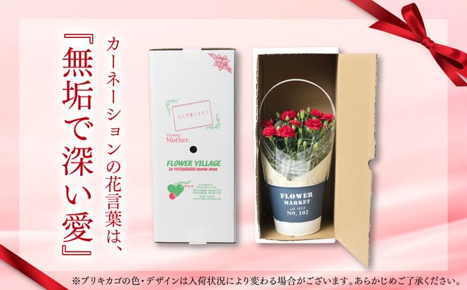 【先行予約】【2026年5月7日～8日発送】ポットカーネーション 赤 5号鉢 カゴ付き カーネーション 花 母の日 プレゼント ギフト 贈り物 熊本県 八代市