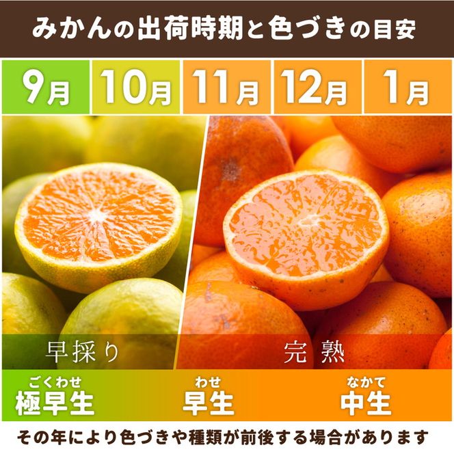 〈定期便〉【10・11・12月 全3回】家庭用 有田みかん定期便 5kg+250g（傷み補償分）※北海道・沖縄・離島への配送不可