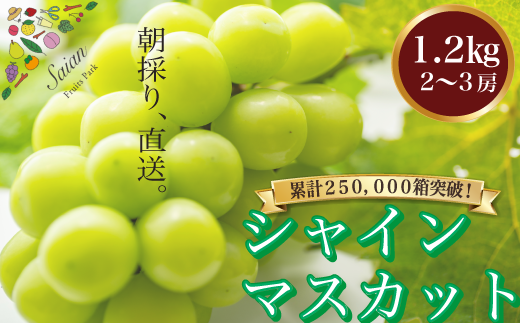 [2025年発送分 先行予約] シャインマスカット 約1.2kg(2〜3房) 8月中旬以降発送予定 フルーツ 山梨県産 果物 シャイン マスカット ぶどう ブドウ 大粒 種なし 産地直送 富士川町 先行予約(A5302)