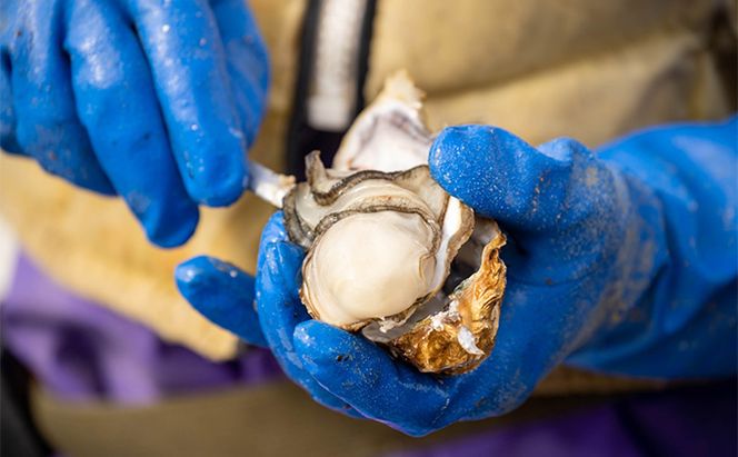 北海道 オホーツク サロマ湖産 殻付き カキ 生食可 5kg 牡蠣職人厳選 牡蠣 国産 貝付き 魚貝類 生牡蠣 ノロウイルス検査実施 海のミルク 海鮮 海の幸 つまみ 晩酌 お酒のあて 