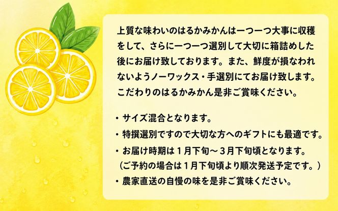 【先行予約】【人気柑橘】特撰はるか みかん約3kg+200g(傷み補償分) ※2027年1月下旬～3月下旬に順次発送予定 ※着日指定不可【ard249A】