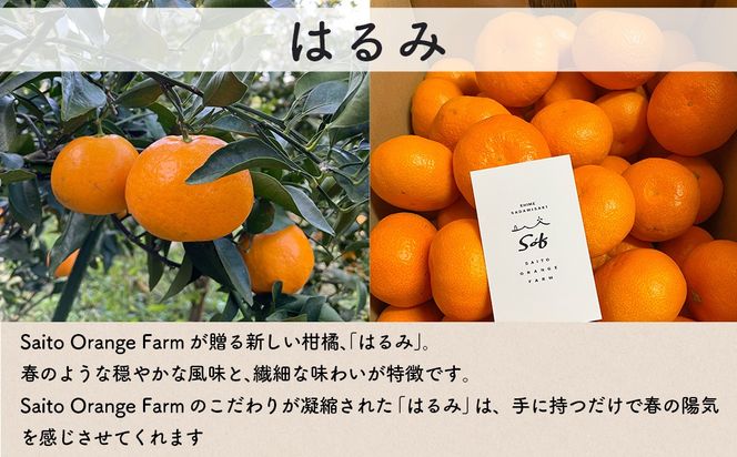 【先行予約】Saito Orange Farmのはるみ5kg（2026年2月上中旬頃より順次発送） IKTAQ016