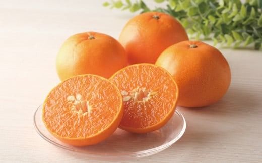 みかん せとか  (先行予約) 家庭用 M~4L サイズおまかせ 3kg 阪口農園のハウスせとか【2026年2月中旬から3月中旬までに順次発送】 / せとか ハウスせとか みかん 蜜柑 先行予約 数量限定 ミカン【msa002B】