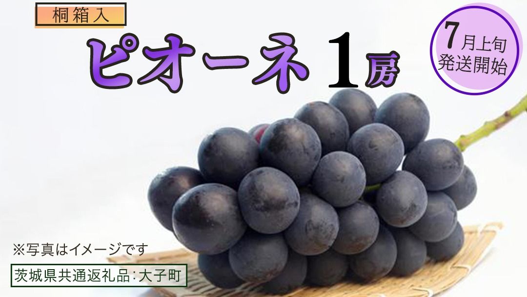 [桐箱入り] ピオーネ 1房[2025年7月上旬発送開始](茨城県共通返礼品:大子町)ブドウ ぶどう 葡萄 ピオーネ 果物 フルーツ 果実 贈答用 贈り物 ギフト プレゼント