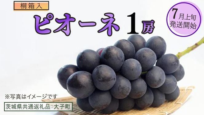 y錧vszy˔z sI[l P[y2026N7{Jnz(錧ʕԗiFq)uhE Ԃǂ  sI[l ʕ t[c ʎ p 蕨 Mtg v[g