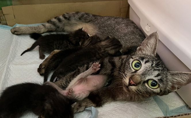 【お礼の品なし】沖縄県金武町でネコを救う　保護猫活動などをサポート（3万円）