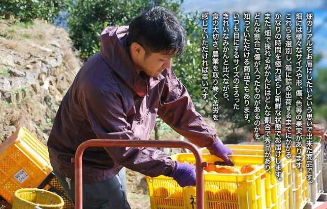 みかん 山から直送 箱込 5kg ( 内容量約 4.4kg ) 鮮度優先ごろごろ規格 和歌山県産 産地直送 家庭用【みかんの会】 AX215