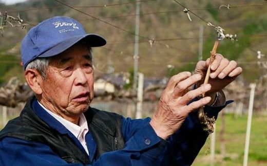蔵出し冬のシャインマスカット 約600g 約760g 約1kg 約1.3kg 約2kg 選べる内容量 ［小布施屋 ］ 年内配送 長野県 ぶどう フルーツ 果物 冷蔵便 クール便 令和7年産【2025年11月中旬～2026年2月発送】［A-502］