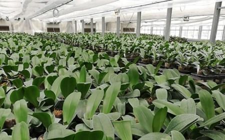 胡蝶蘭 大輪 白 ( 5本立 ) ( お祝い / 開店祝い / 就任祝い )《糸島》【はざま園芸】[AND002] 胡蝶蘭 お祝い ギフト 贈答 洋蘭 開店祝い 新店 祝い 白 5本