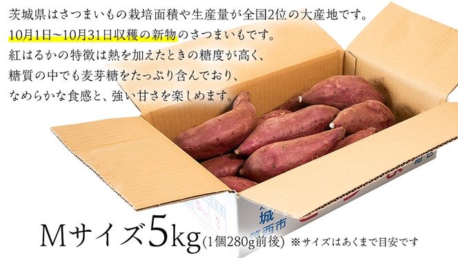 【 塚田商店 】 井上さつま 「 紅はるか 」 5kg ( Mサイズ ) 新物 ブランド芋 茨城県産 筑西市産 さつまいも サツマイモ いも 芋 イモ [BD036ci]