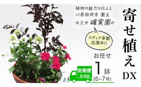 《 3ヶ月に1回お届け！年4回 定期便 》【 確実園 オリジナル 】 寄せ植え DX（おまかせ1点） ガーデニング 花 はな フラワー 鉢 鉢植え [BG012us]