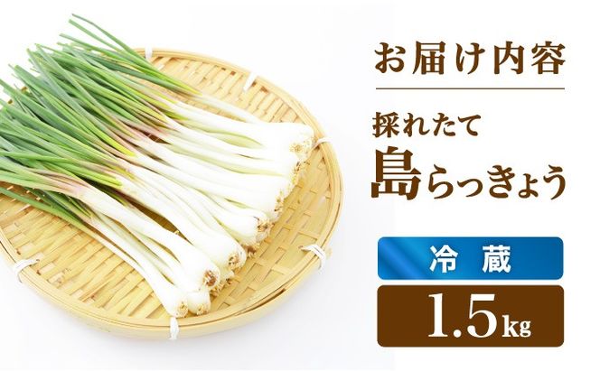 ≪2026年2月下旬～5月下旬発送≫採れたて島らっきょう 1.5㎏ 【 沖縄県 石垣市 野菜 らっきょう 島らっきょう おつまみ 採れたて 料理 漬物 天ぷら おかぴ農園 産地直送 】OK-02