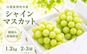 【2026年発送★先行予約】さわやかに滴るシャインマスカット 約1.2kg以上 065-023-26y